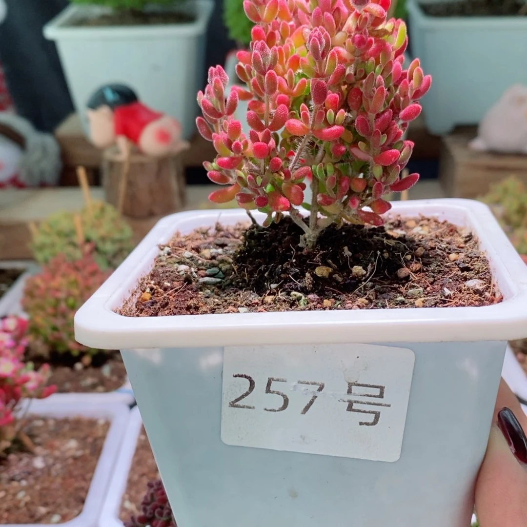 红宝石带盆土发货一物一拍