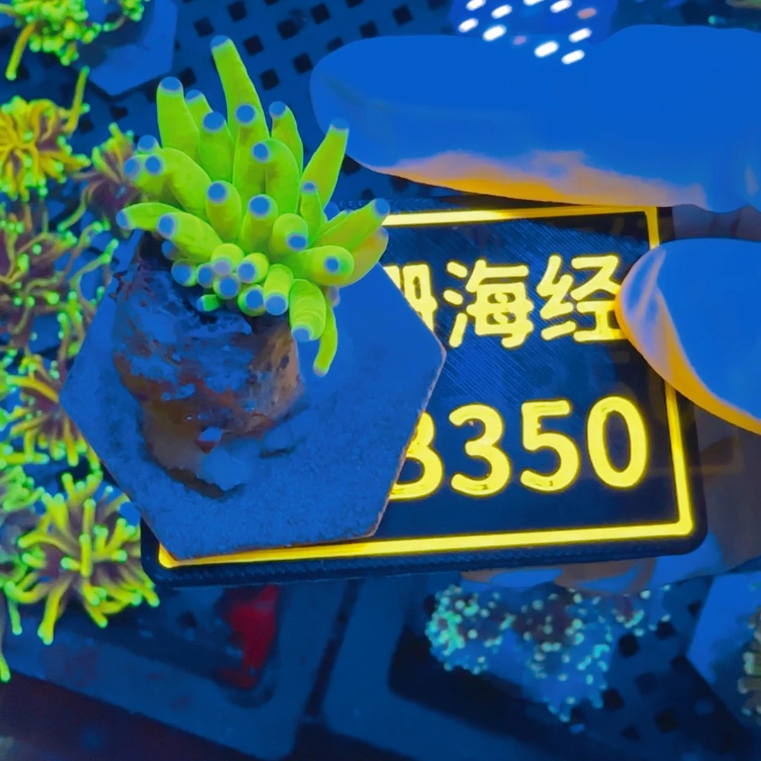 牛***羊纽扣珊瑚晓晓不包邮露骨圣杯B350