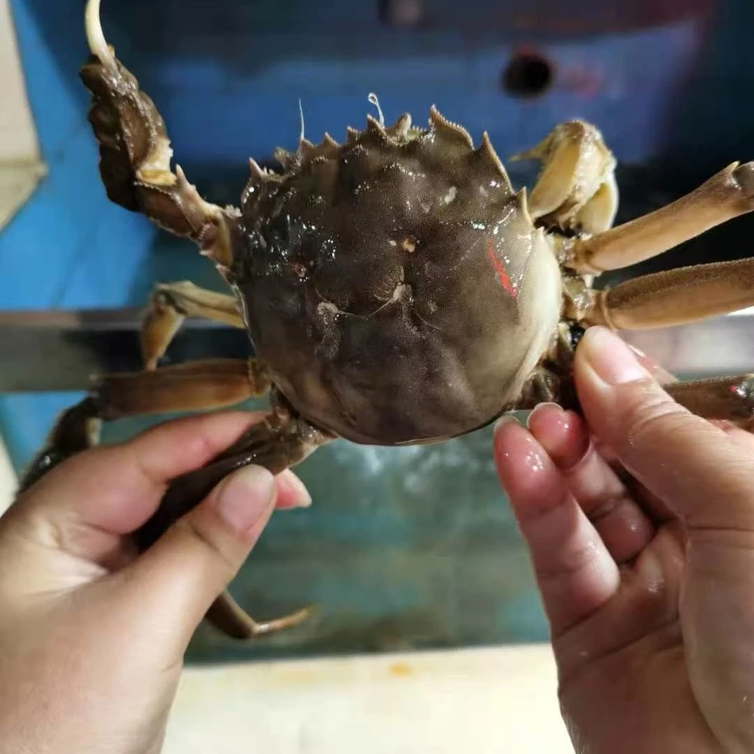 江苏红膏大闸蟹母一只（2.8-3两）