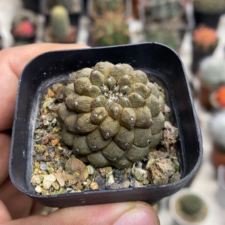 蜥蜴皮特价福利包邮