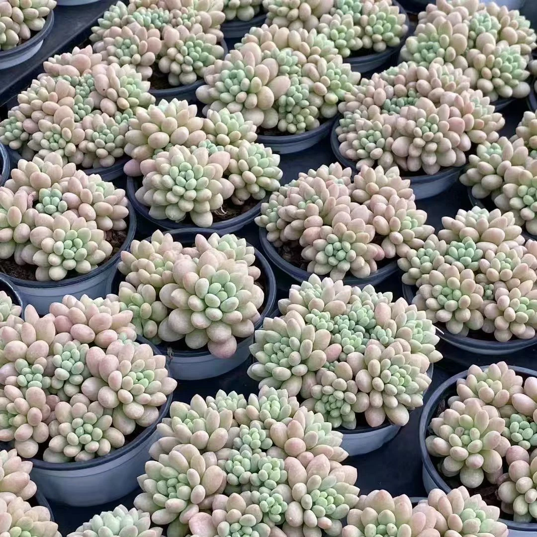 鱼子酱多肉9cm｜只发新疆