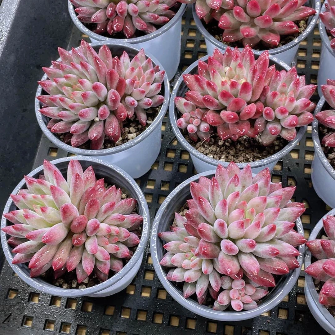 量拍38号 如烟美人大双头一个