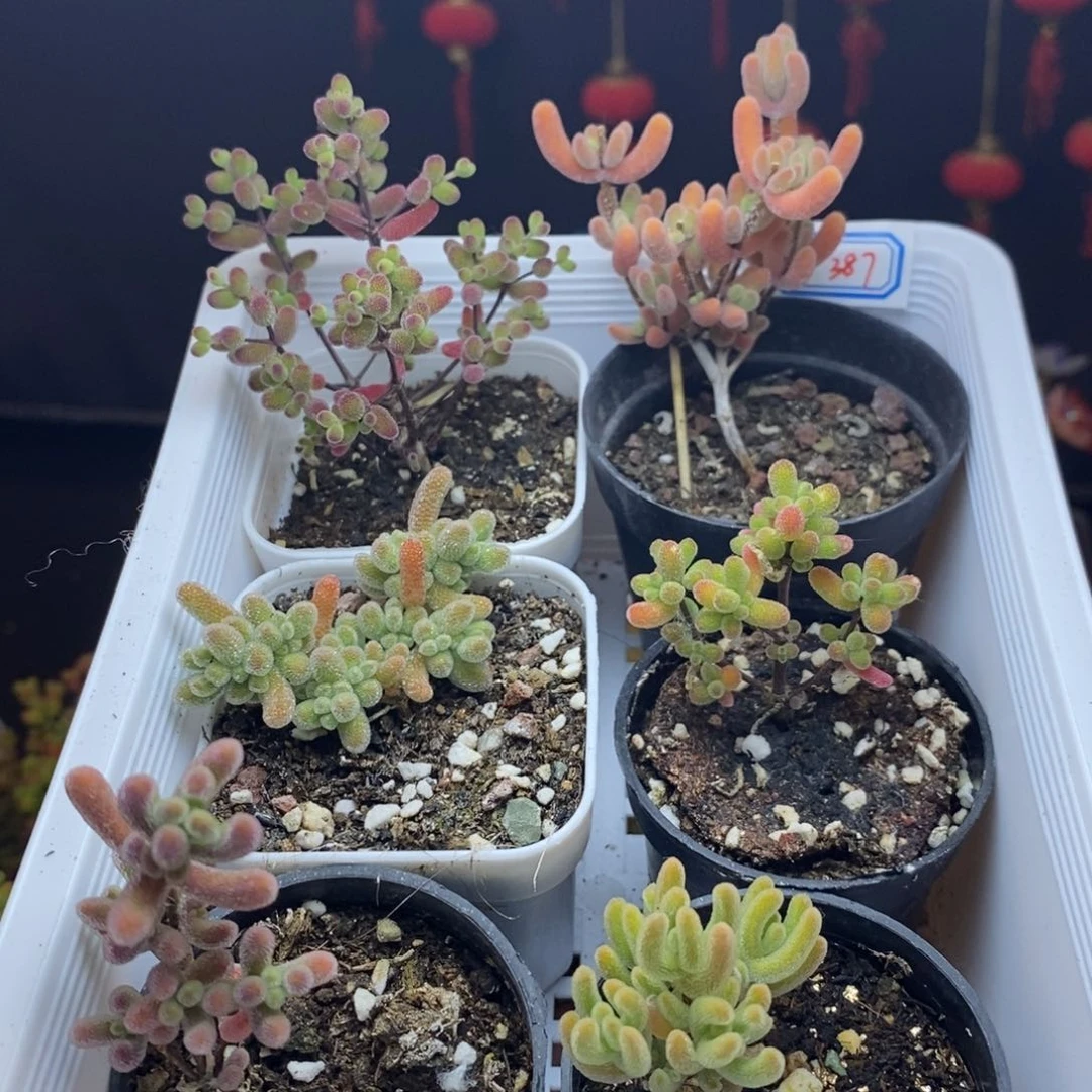 387号新手套餐枝干