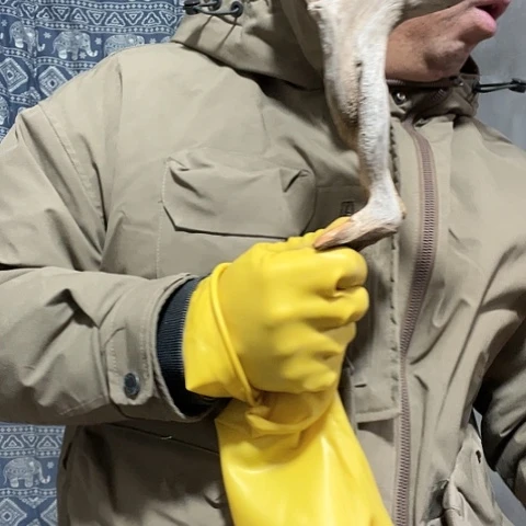 柏木飞**空崖柏毛料的