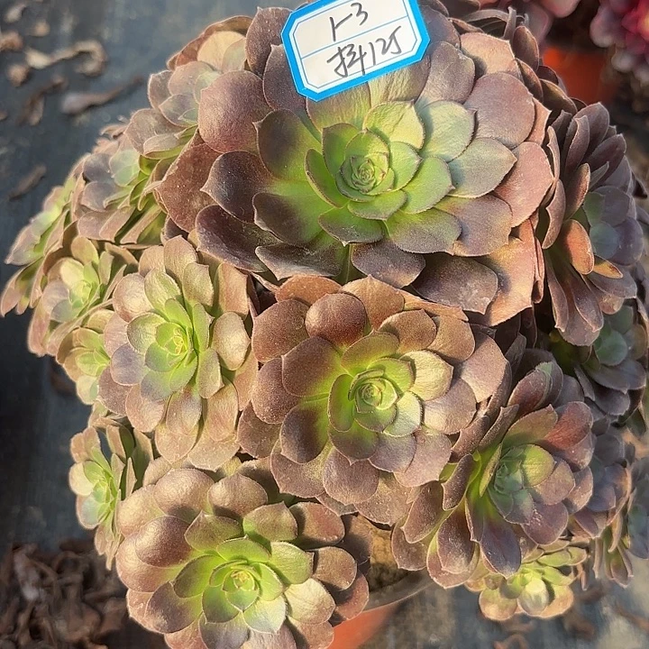 黑魔变异多肉不包损125