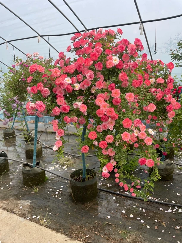 月季花苗直播补差价链接可以自由选择