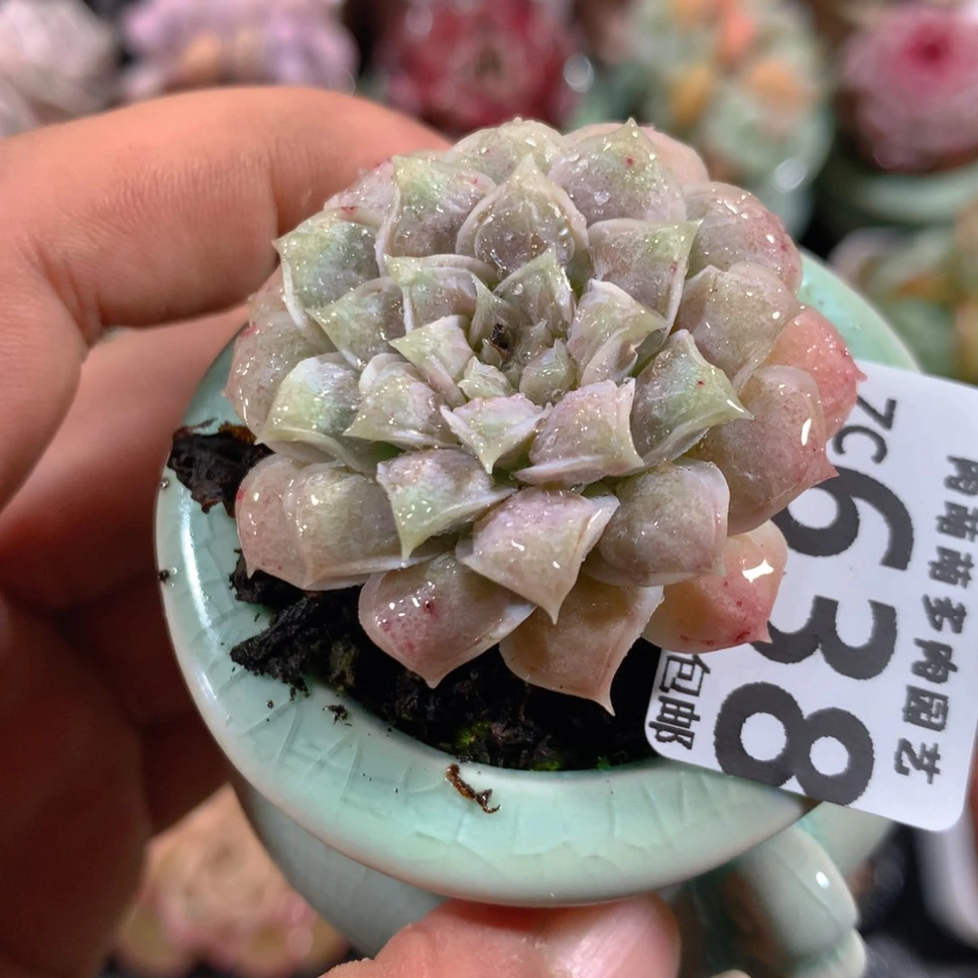 5CM拇指盆精控多肉ZC638