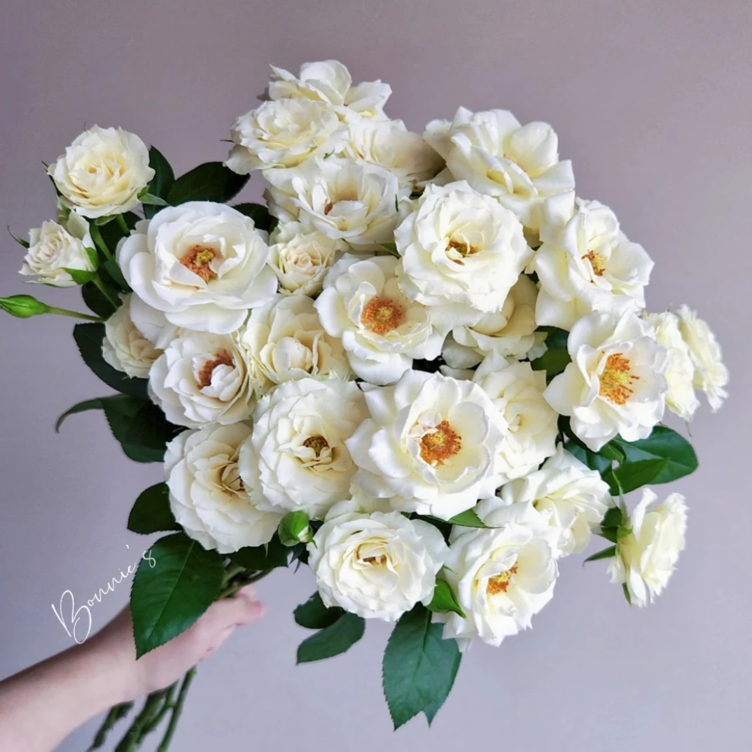 【青莲月玫瑰10支】（10%不售后）