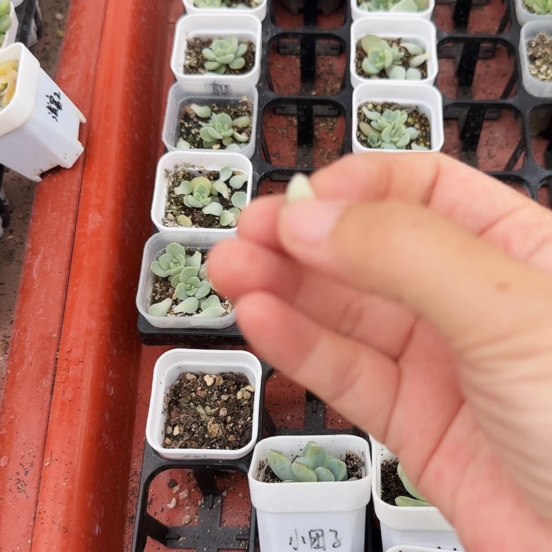 白Y39叶子一个满25包邮