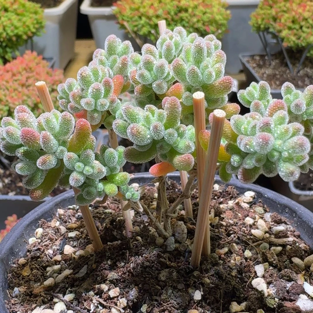 冰晶枝干番杏福利651