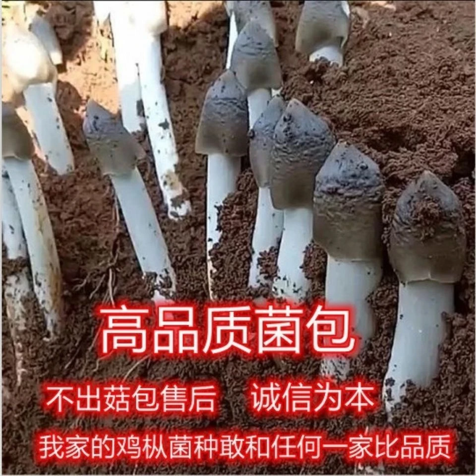 云南鸡枞菌菌种三塔菌荔枝菌伞把菌可食用人工种植蘑菇菌包