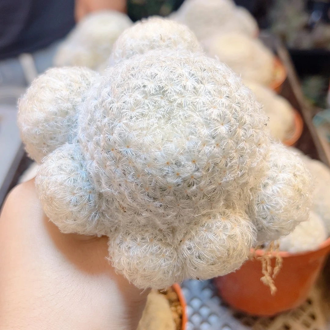 实生白星9公分脱土