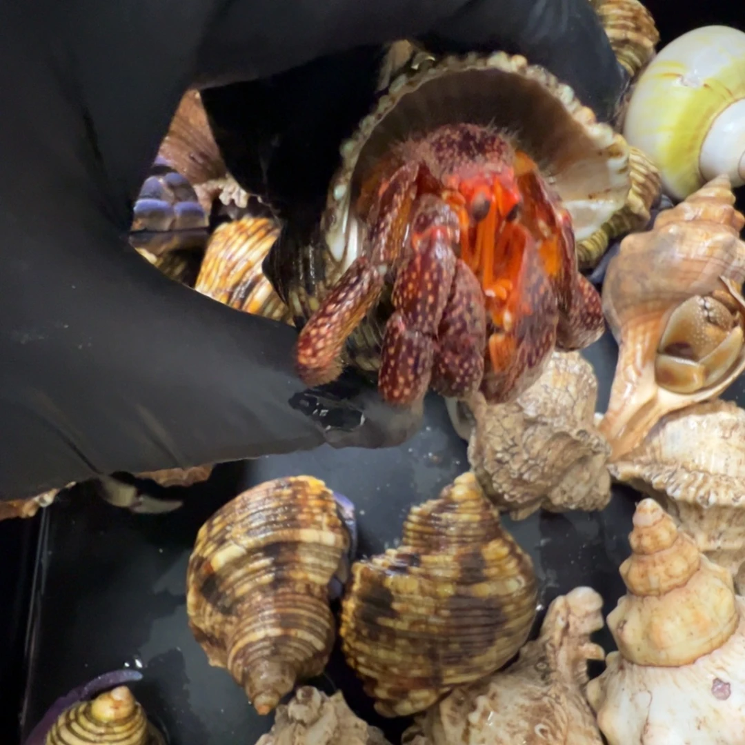 断腿黑莓残联2.7口径