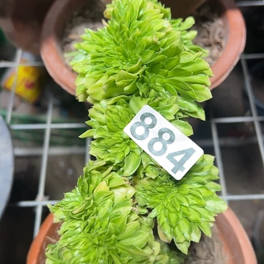 梦***多肉植物一个琉璃884