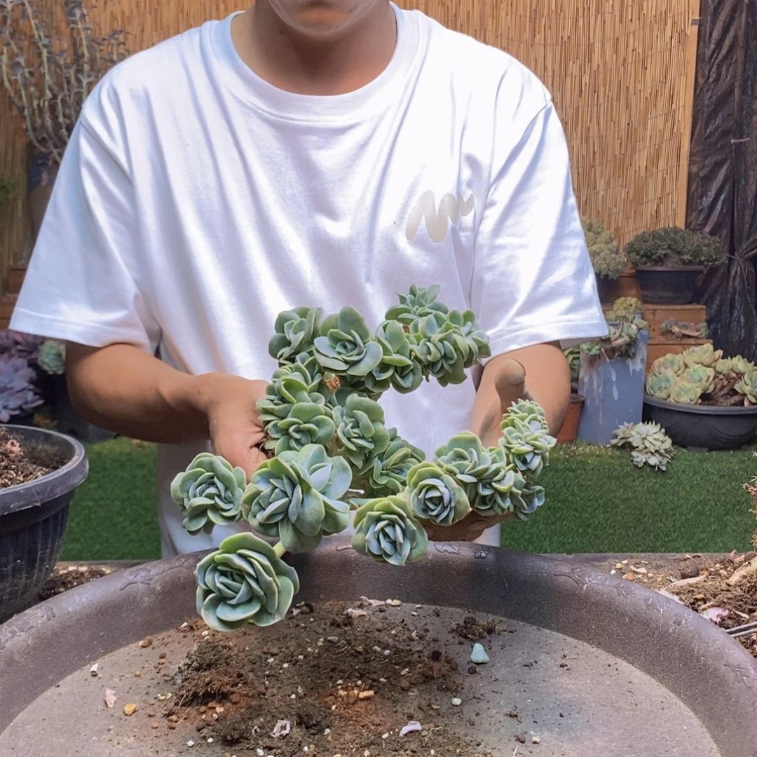 洁*64号可爱玫瑰多肉