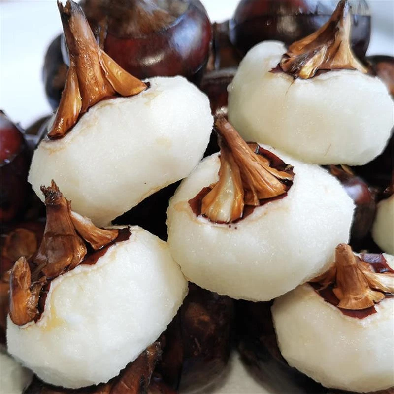 湖北新鲜马蹄4.5斤荸荠脆甜现挖带泥发货可煲汤ty