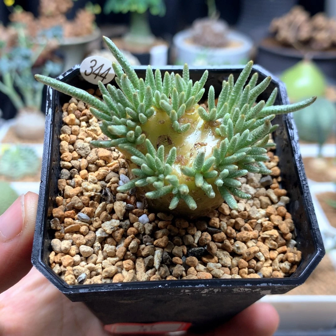 白花韧锦带盆多肉1.9