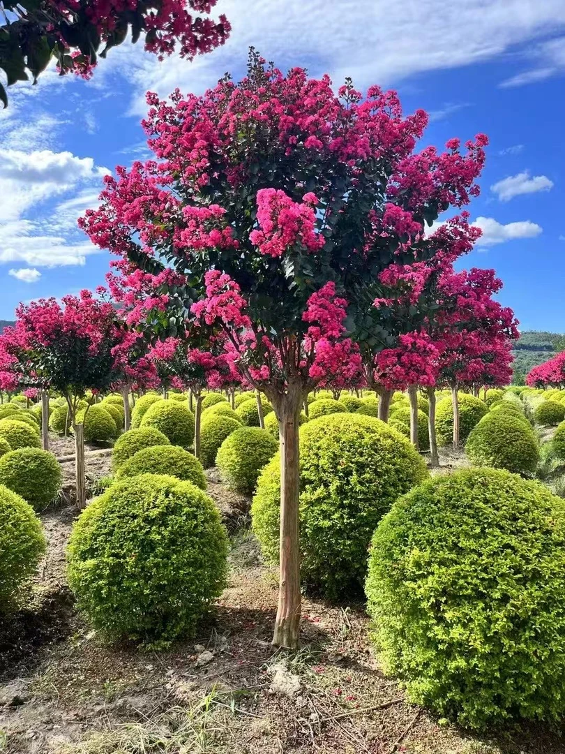 正品紫薇树  不挑环境  不挑土质  遇水成活