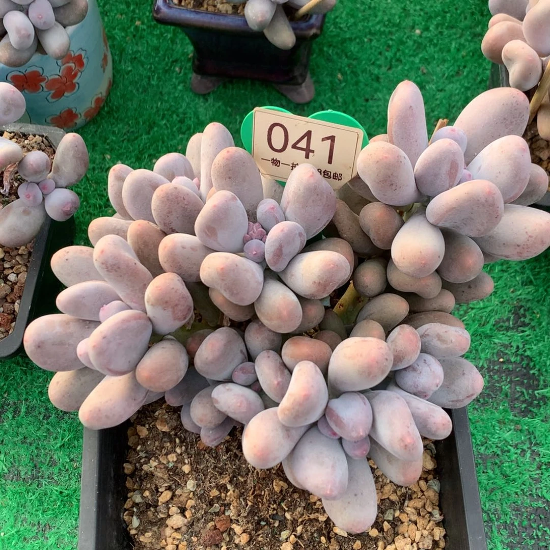 米可奶老桩无砍041