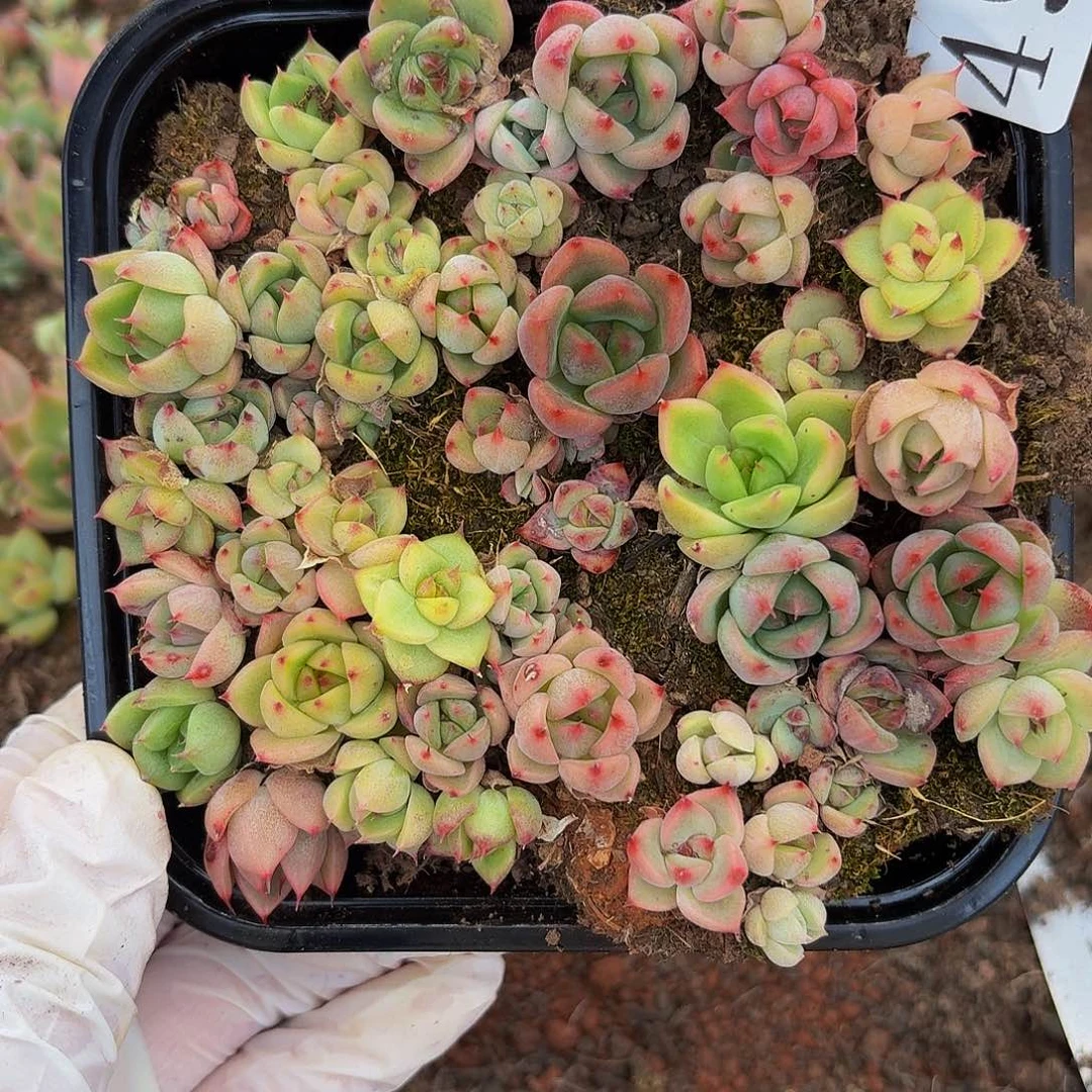 多肉植物多肉植物494
