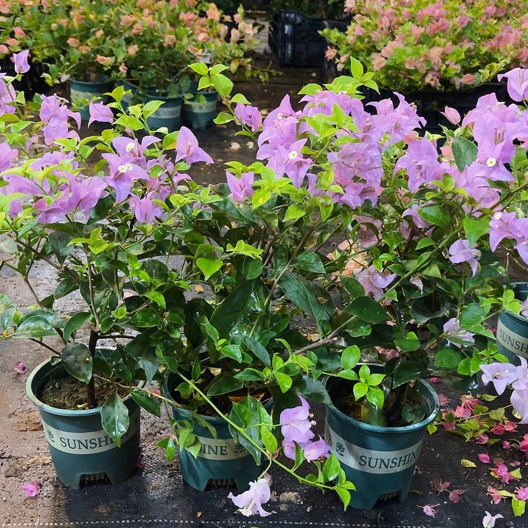 大部分花苞少量开放巴西紫掌中宝一颗