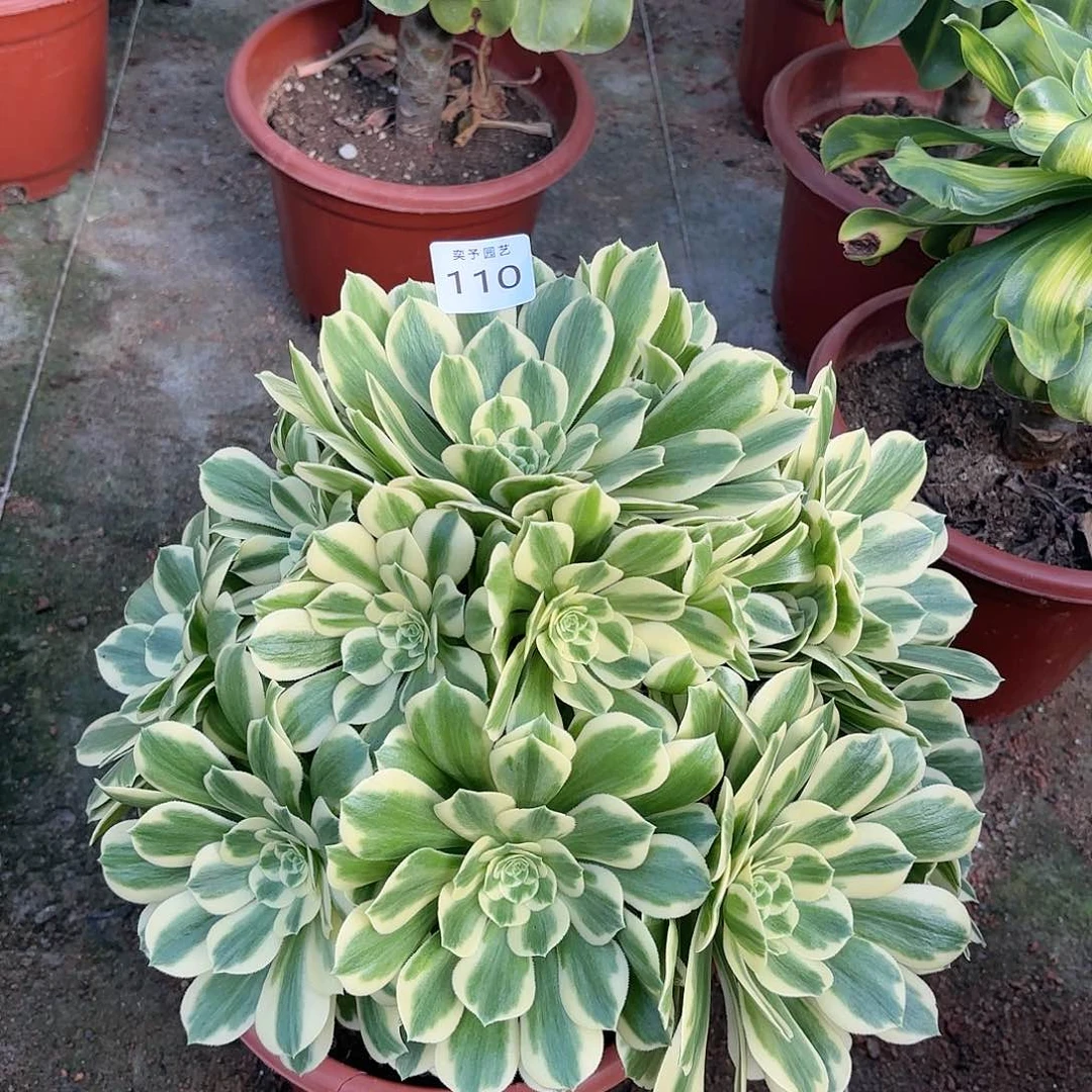 多肉法师芳华110