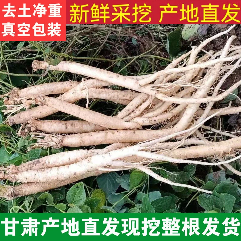 甘肃新鲜党参去土真空包装参味浓郁可煲汤煮粥产地直发整根