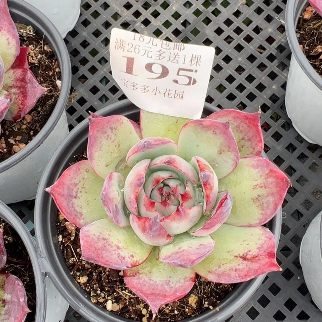 195号量拍多肉满18元包邮下午发货