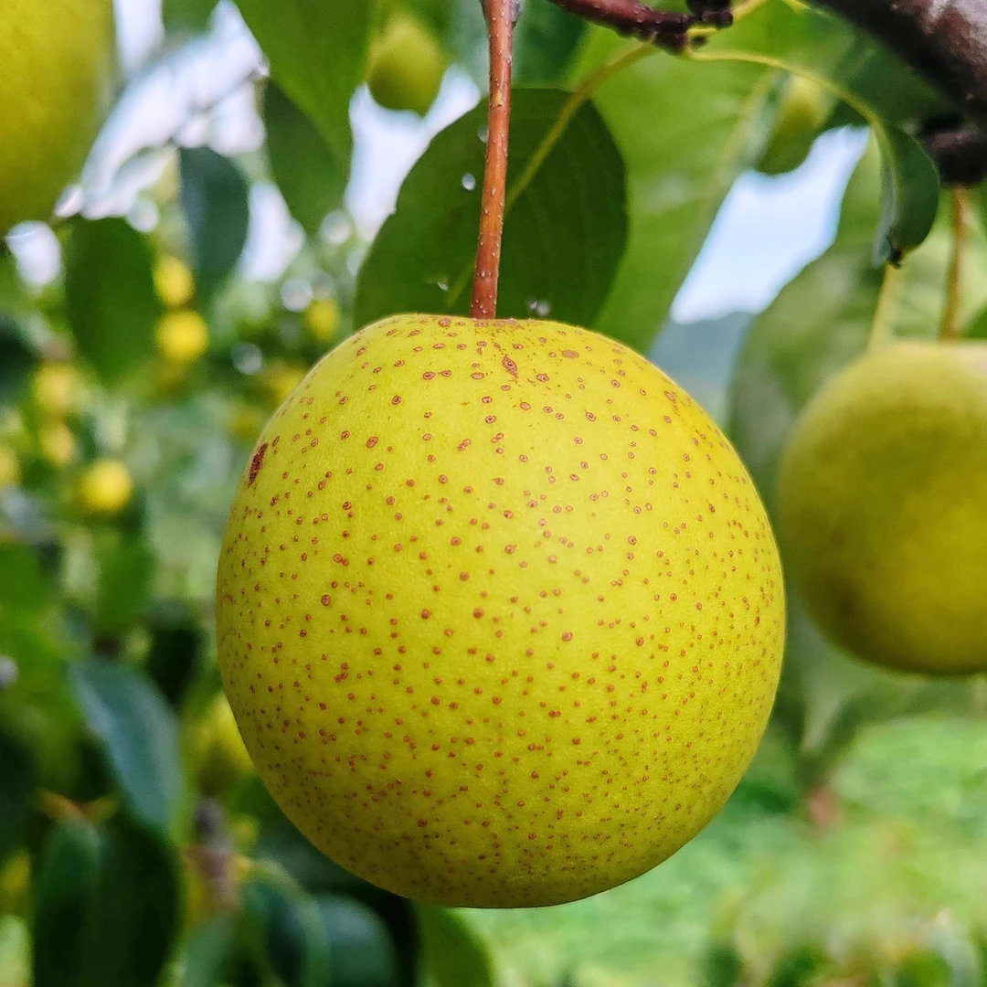 正宗绥中白梨薄皮脆甜多汁新鲜现摘绥中特产直发老树细皮精品白梨