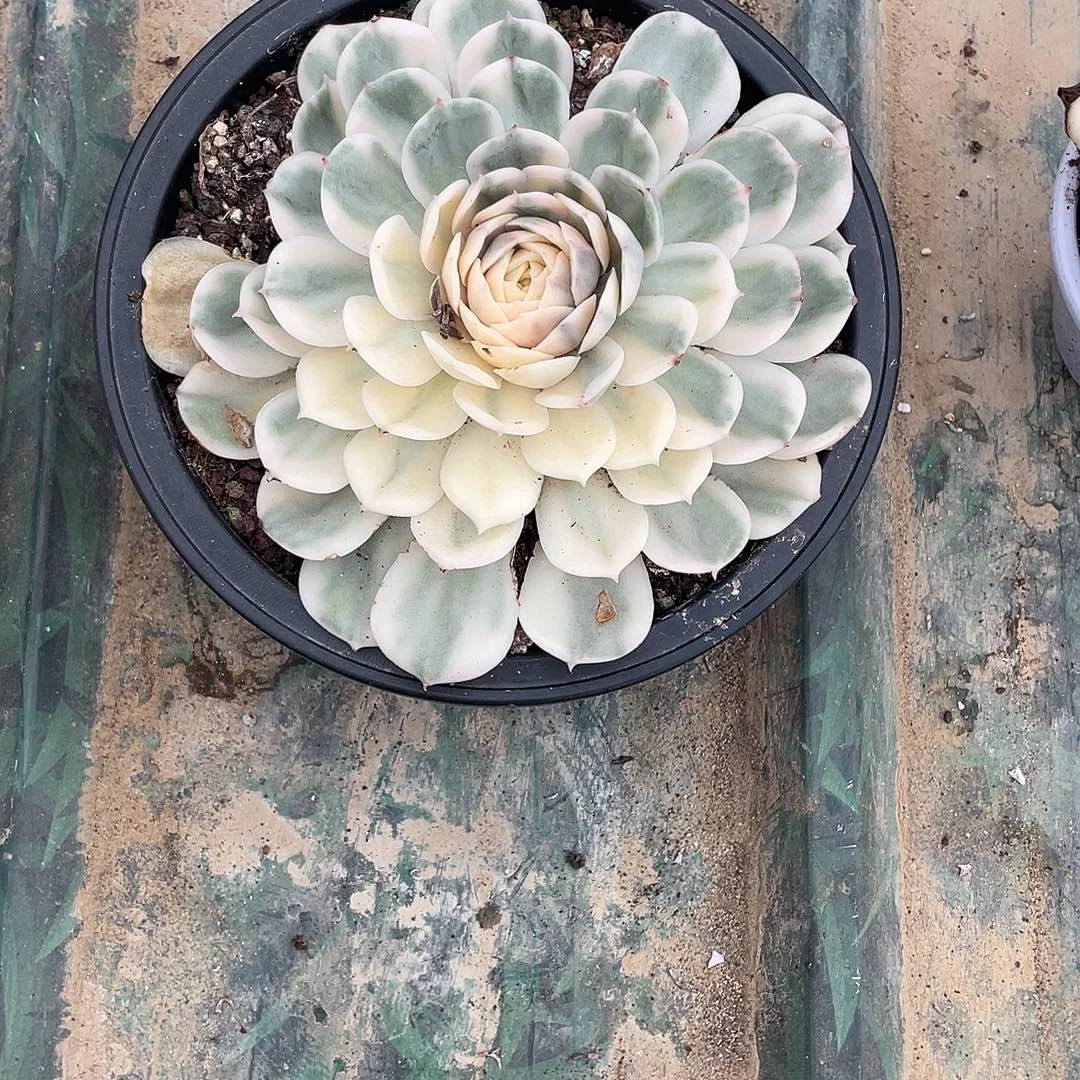 年***为不知道了锦一物一拍