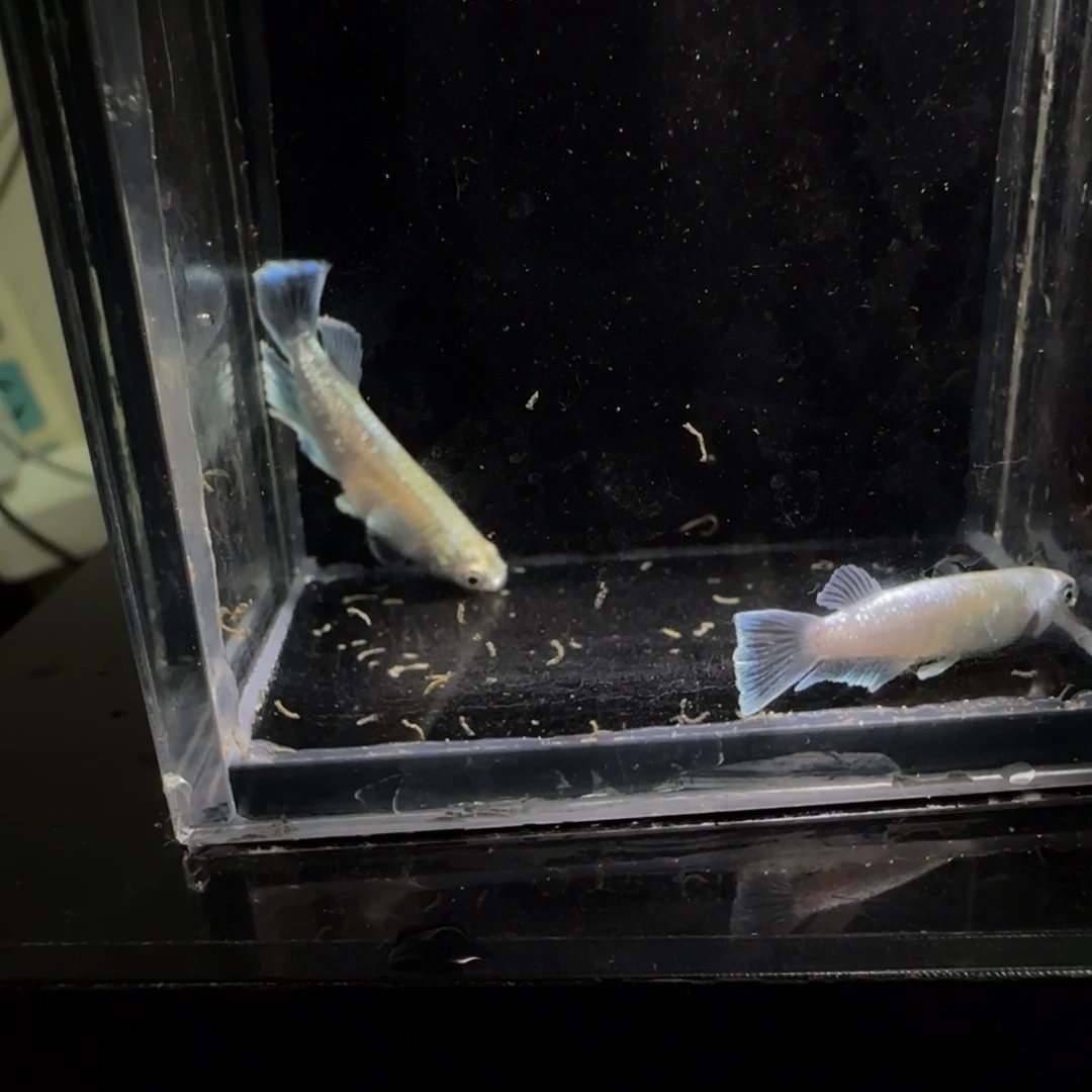 青鳉鱼一物一拍937