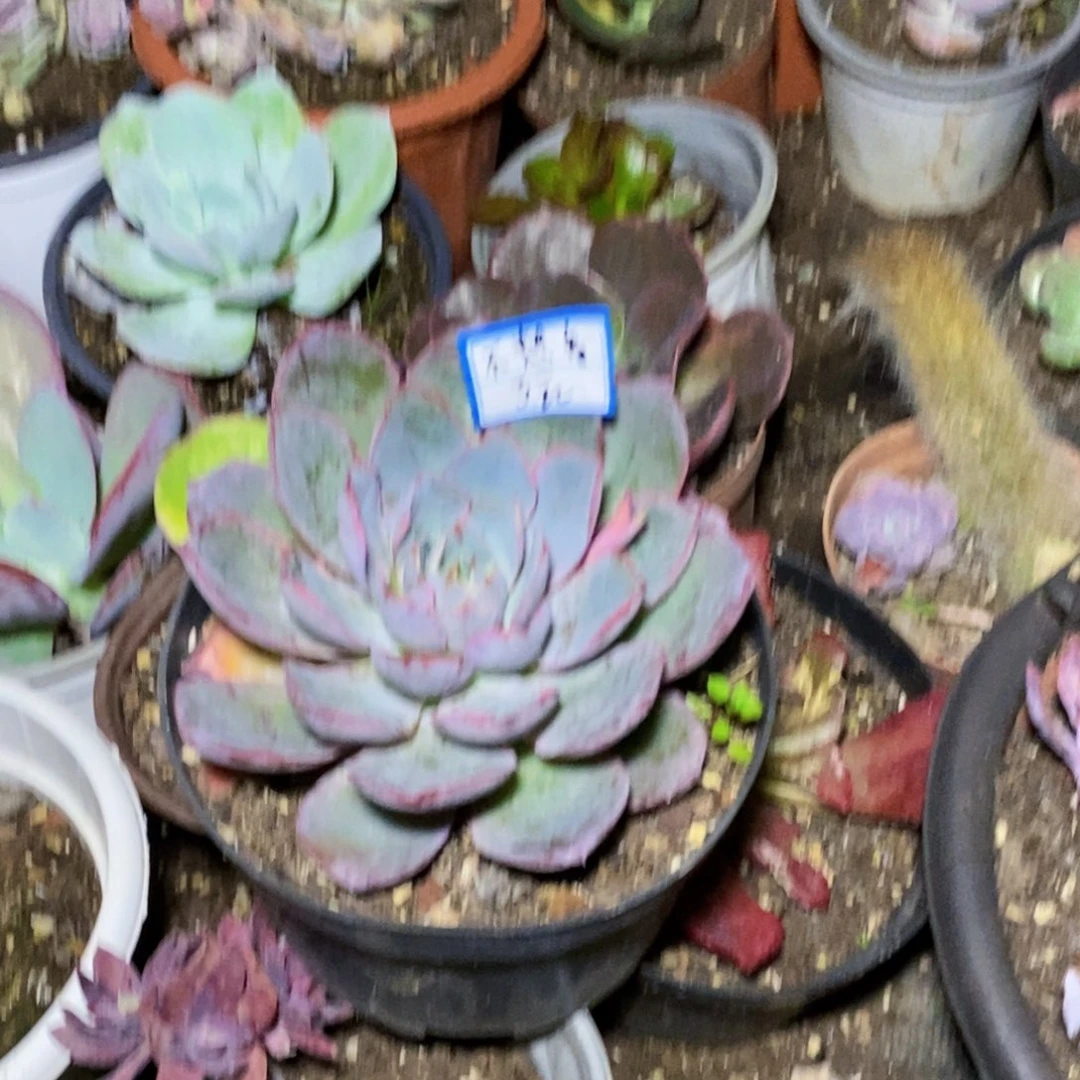 不***看一物一拍一物一拍