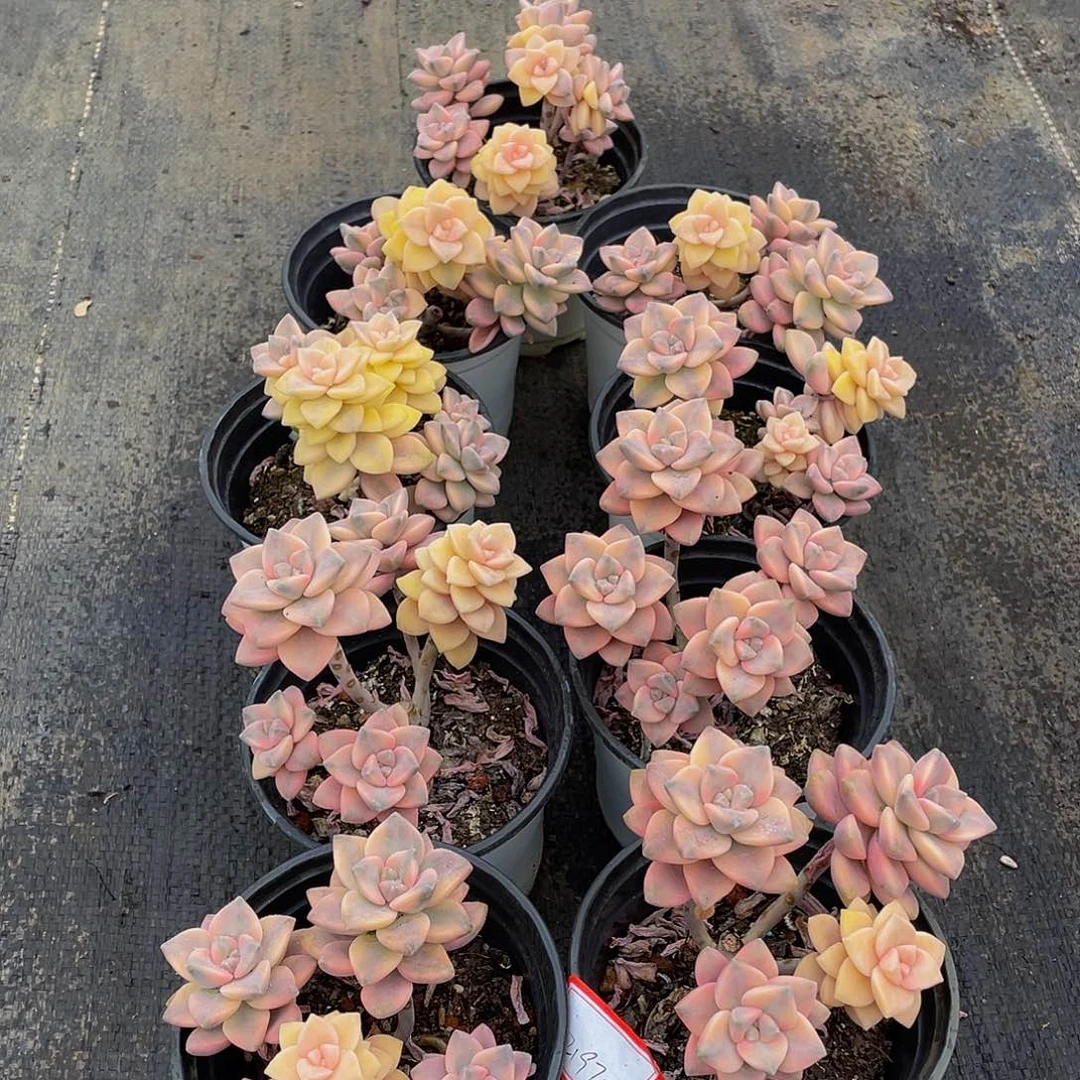 美杏锦多肉植物9颗2197