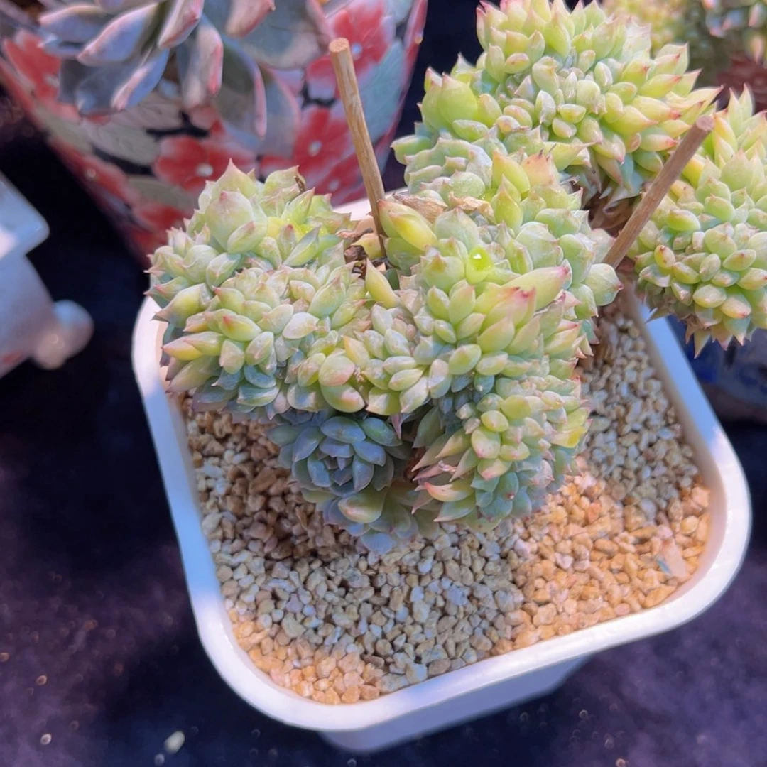 多*多新年快乐 新年快乐。新年快乐广告价