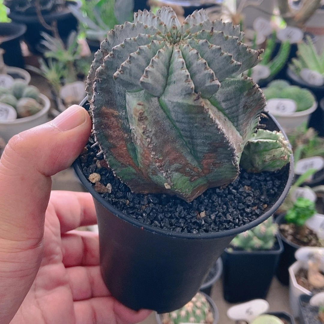 无刺宽白衣魁伟玉