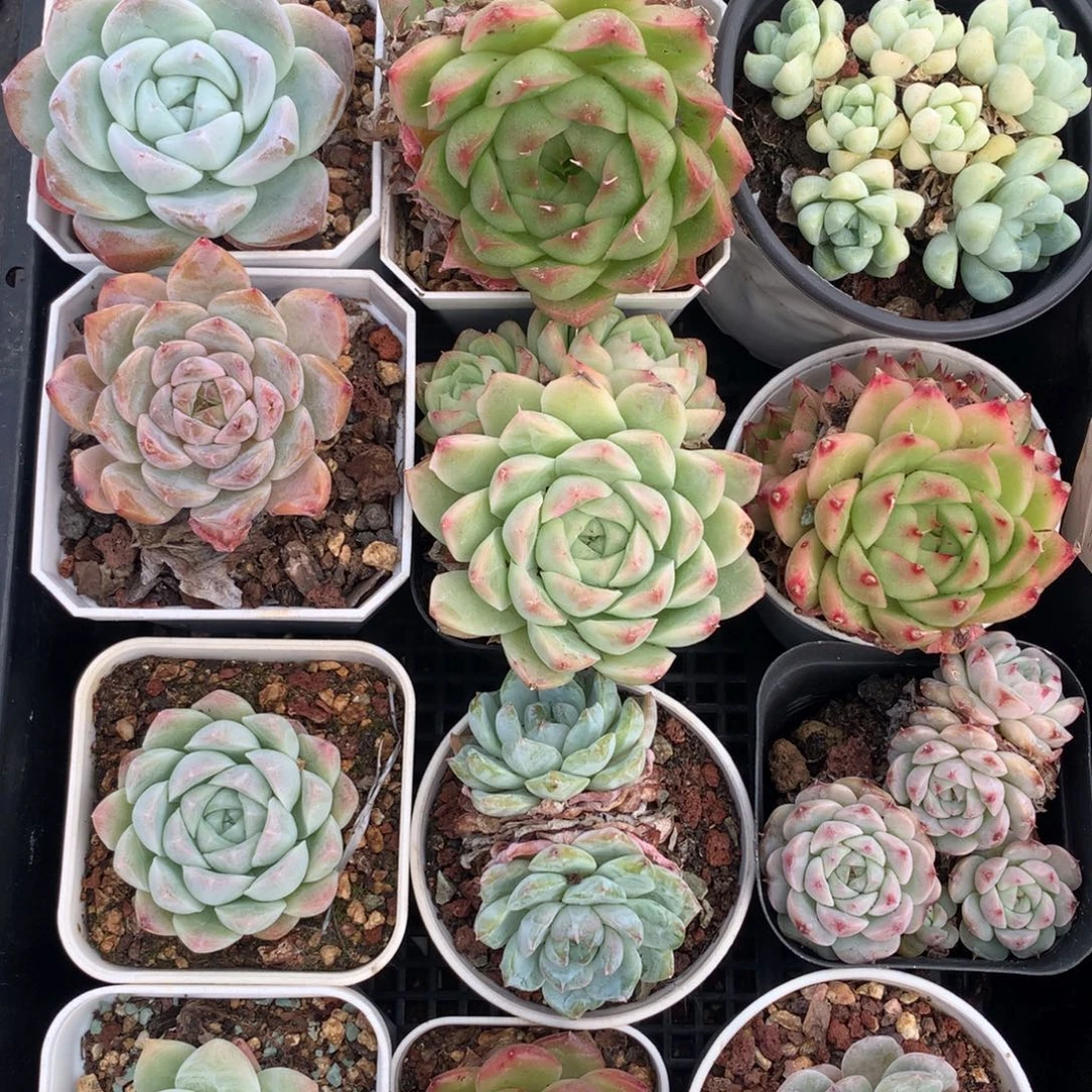 1101-40 套餐一组