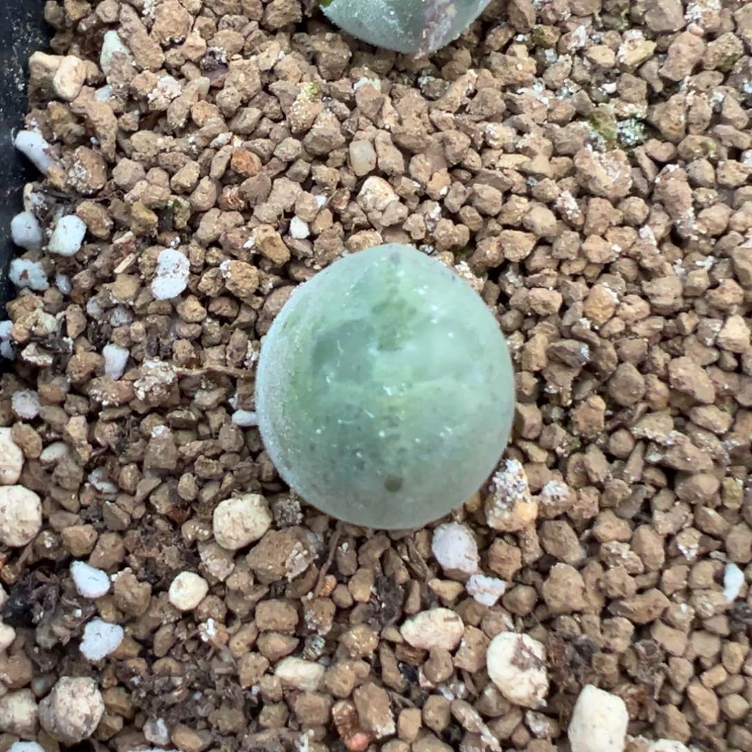 瑶*盲盒专拍 肉锥植物