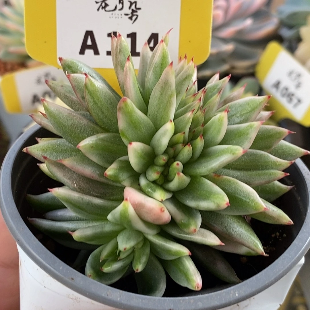 11龙头缀哈哈哈哈哈哈