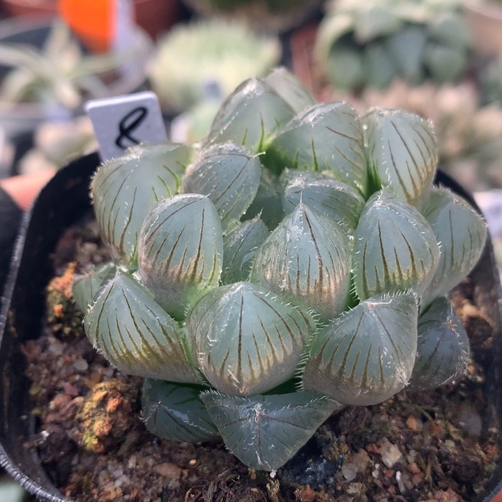 蓝镜玉露，带盆发货