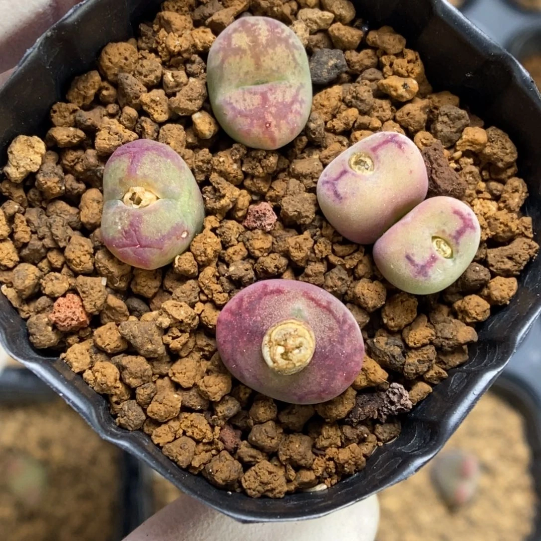 多肉植物肉锥杂交K-970