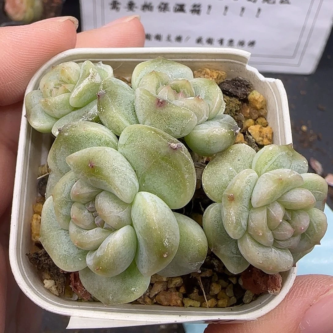 960四头白恋【满29包邮非偏远】