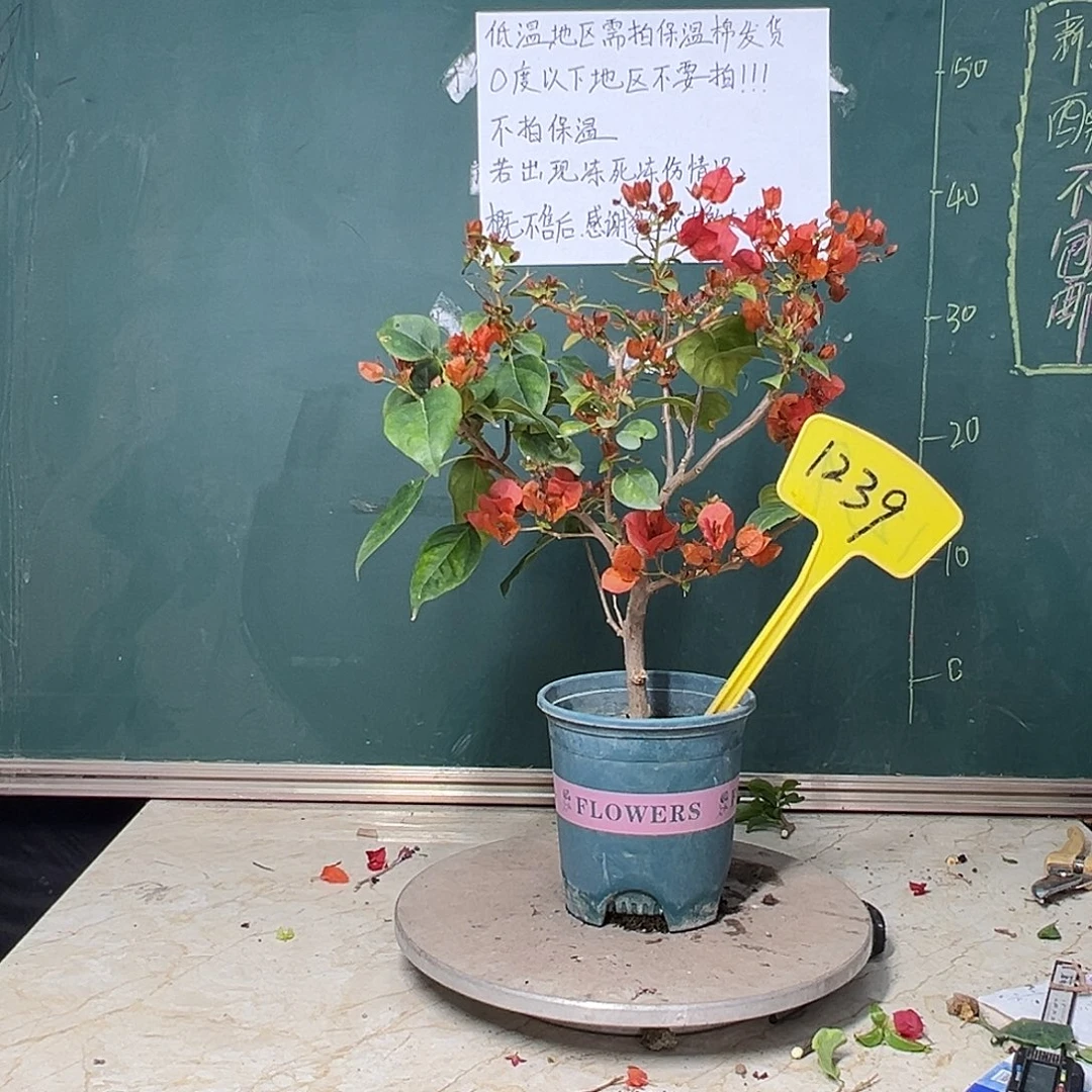 完全开放暗斑夕阳红 1239