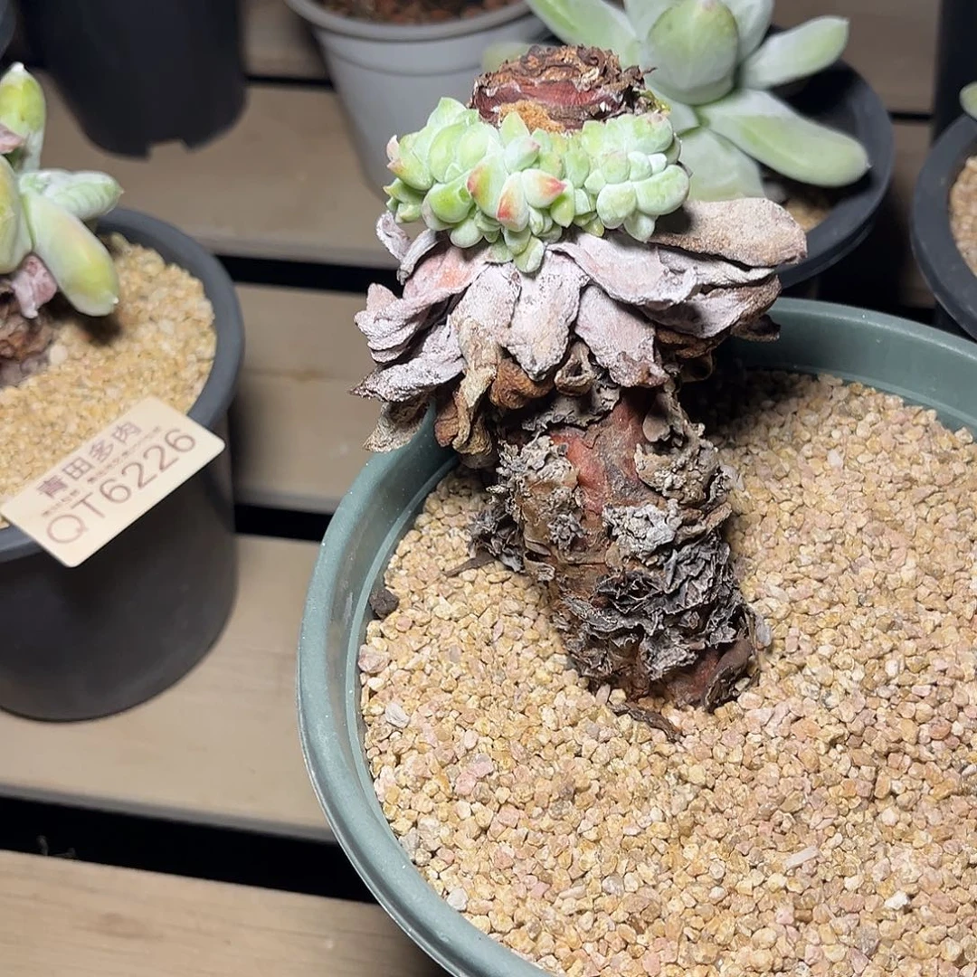 小鹿多肉一物一拍野拇指