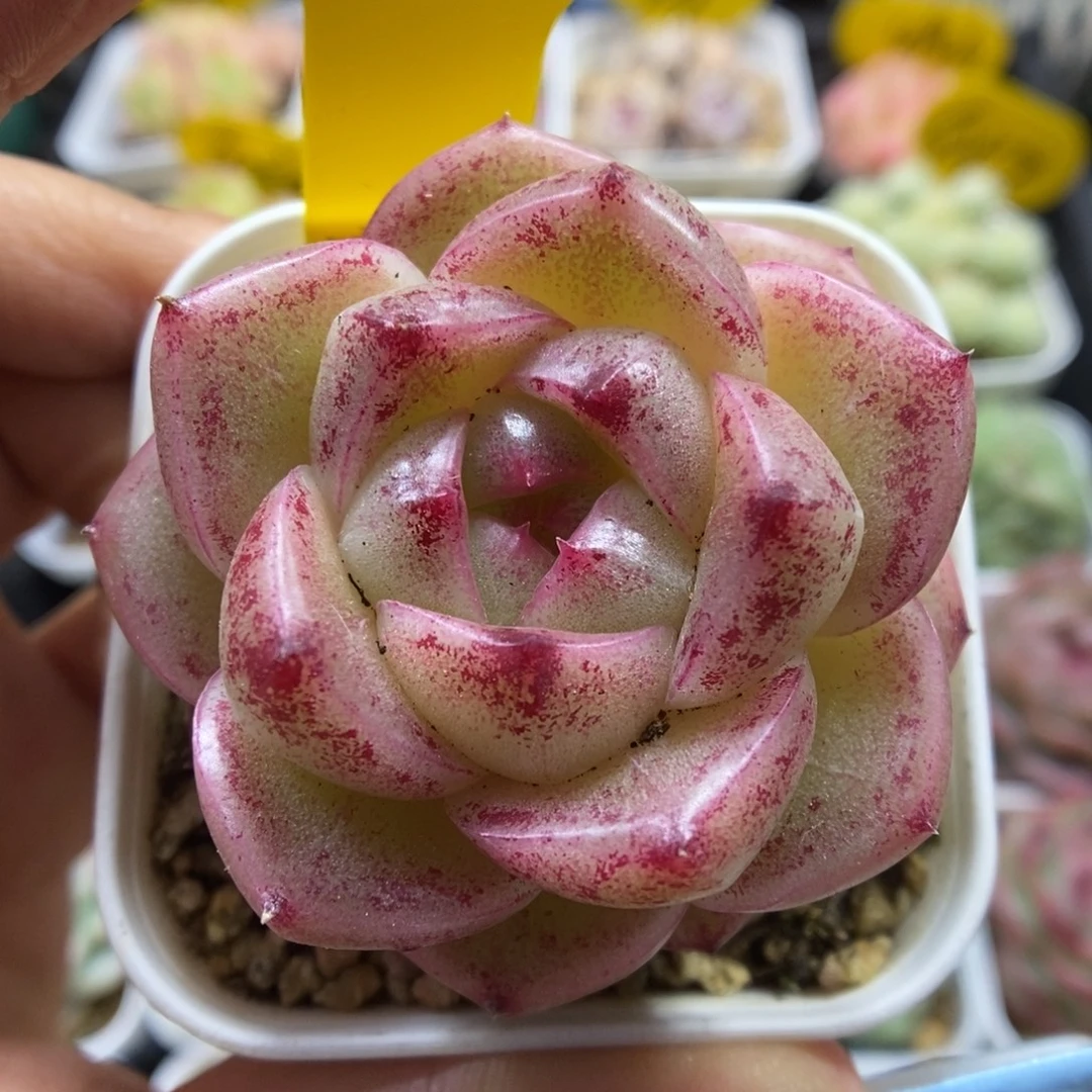 珍妮麦秆可拍948号。