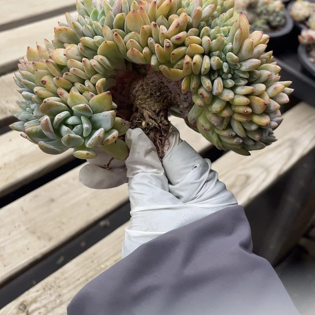 实生星影缀化树。