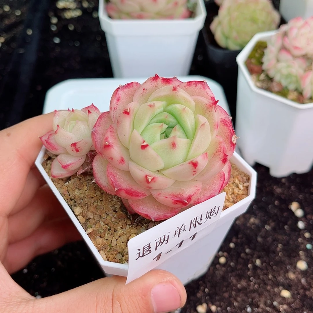 快***！1-11 新疆西藏内蒙不发 初7初8发货