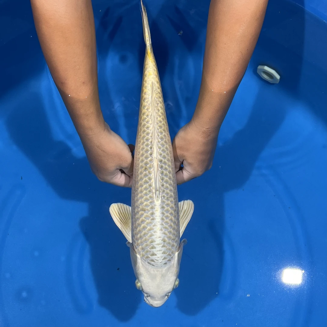 尾型出品银狐锦鲤公608820（月半衣申）【实际以直播间为准】