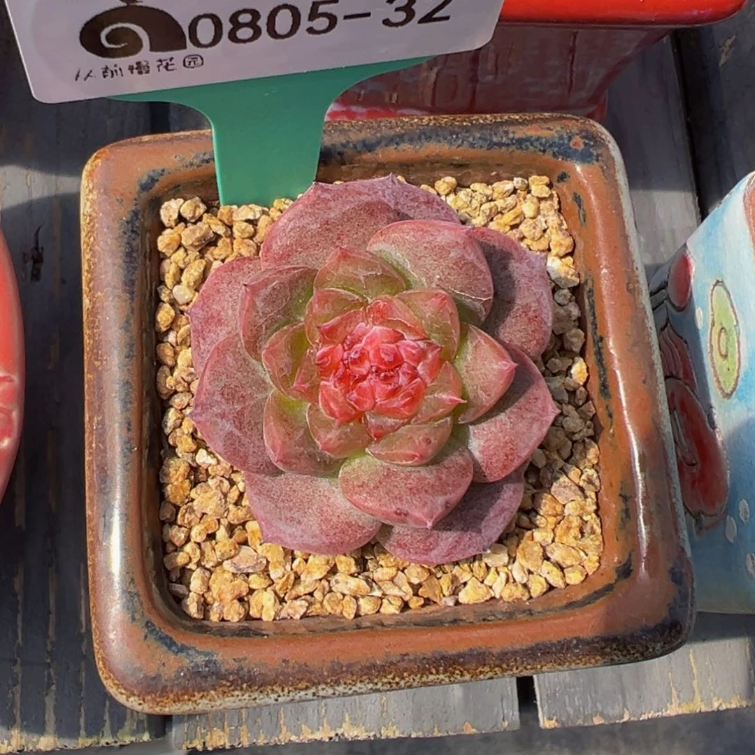 多肉一物一拍0805-32