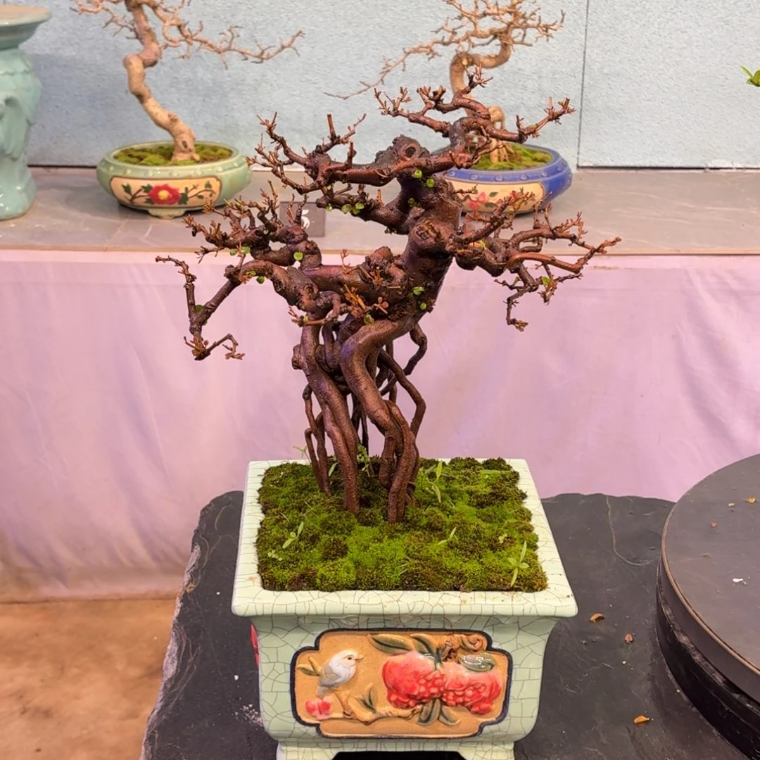 周***衡无花朵111111111111