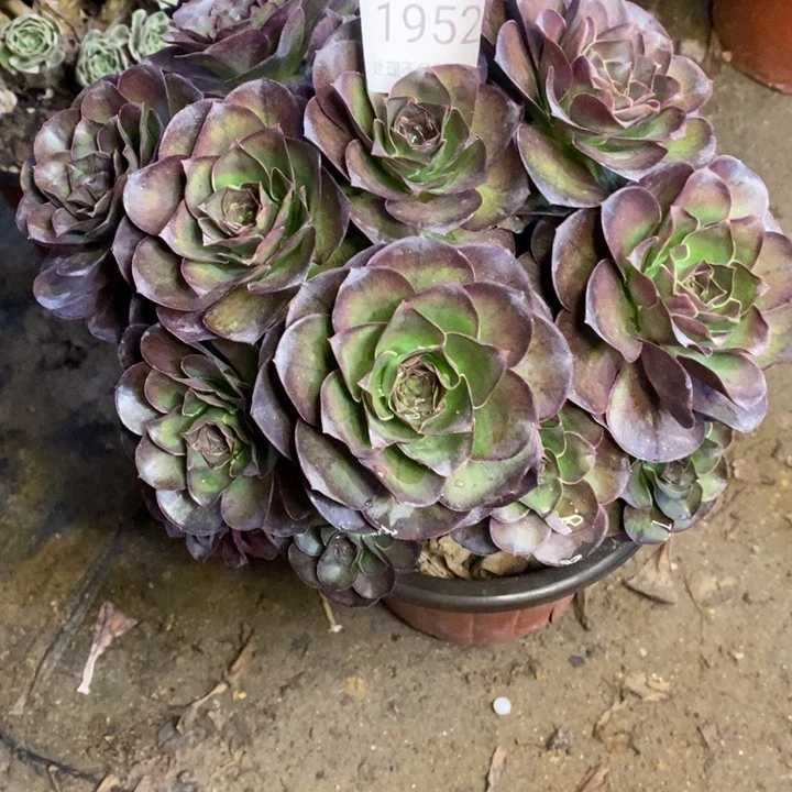 魅金多肉断头不包1952